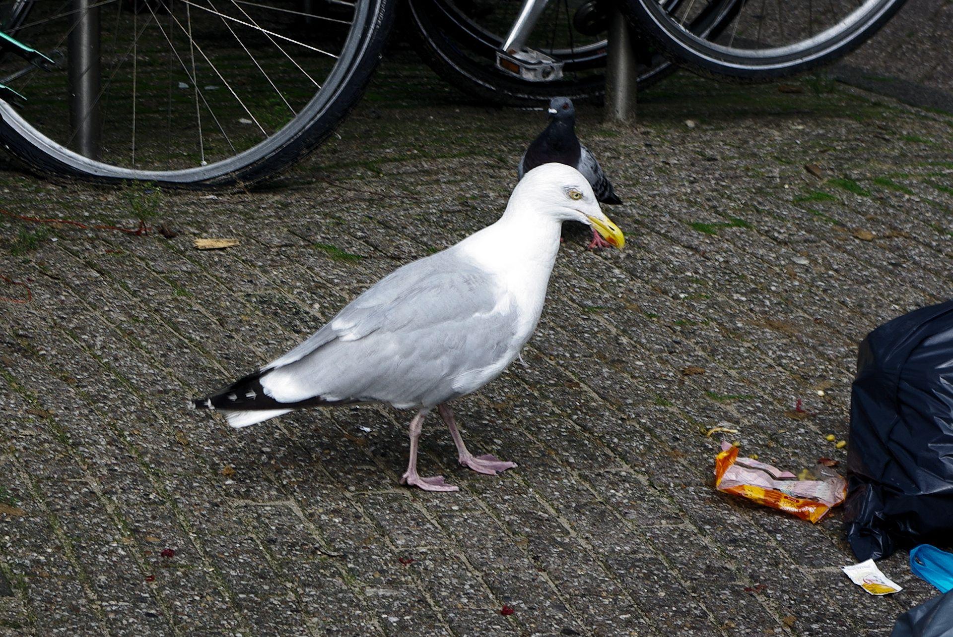 Bien plus gros qu'un Pigeon (4051a)