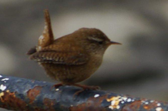Troglodyte mignon (0292)