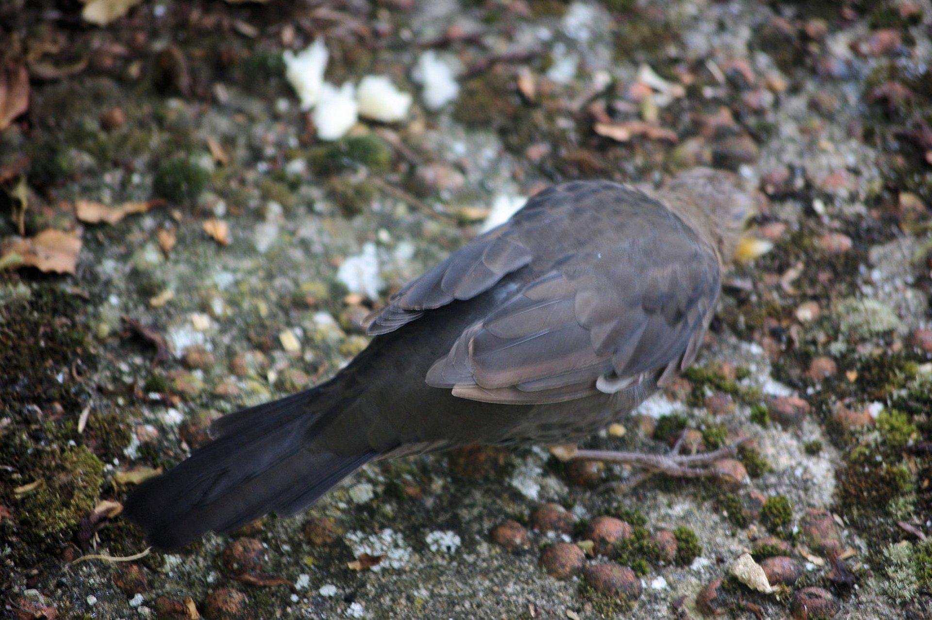 Merlette (0058)