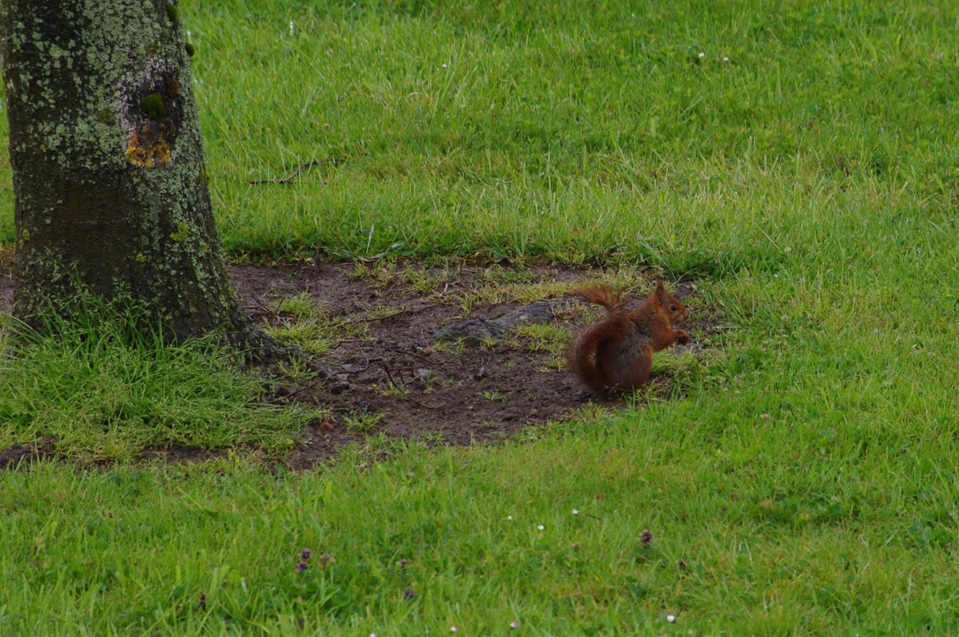 En observation (0540)