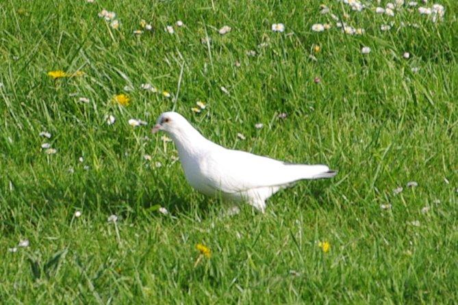 Pigeon bizet blanc (1623)