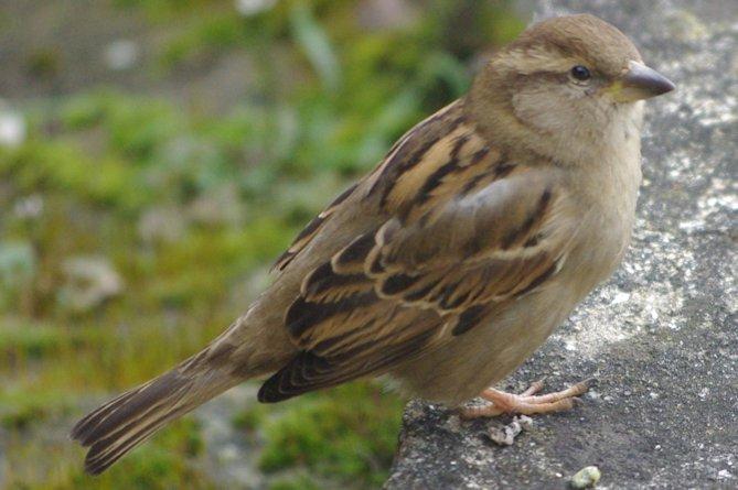 Moineau femelle (7269)