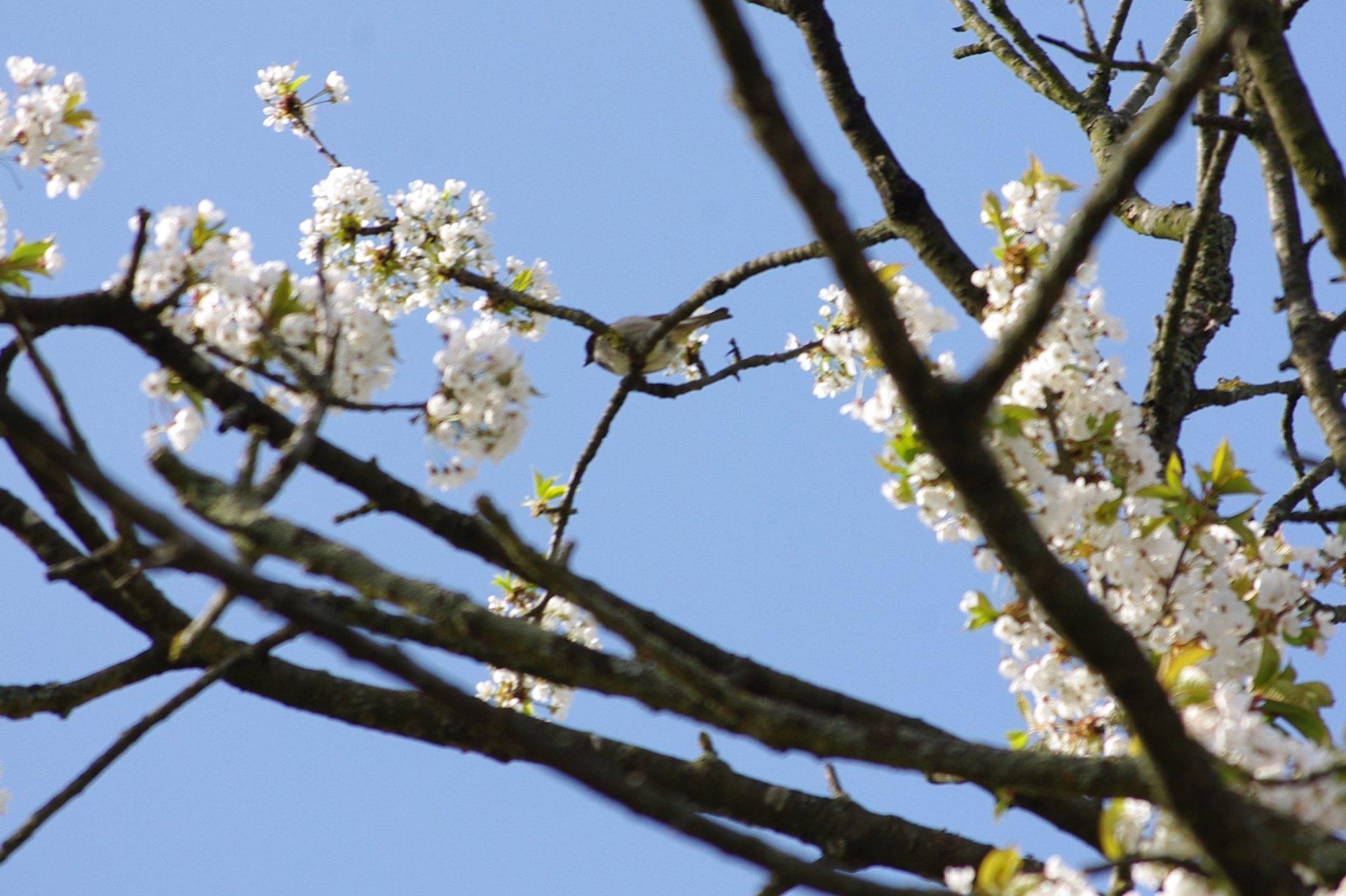 Belles fleurs (7789)