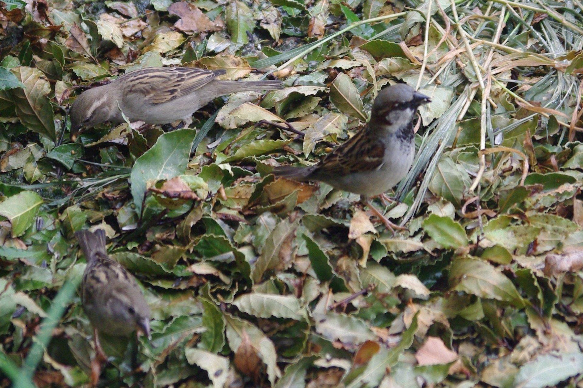 Moineau (8077)