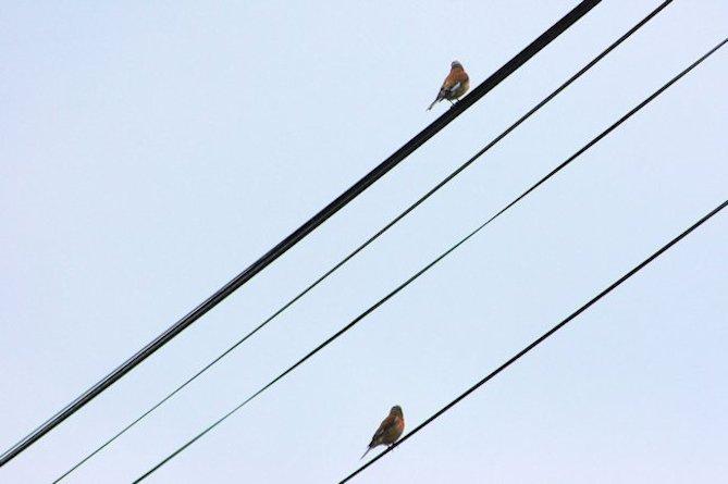 le couple de Linotte (8819)