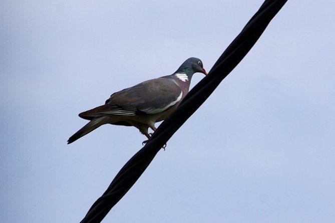 Pigeon ramier (9083)