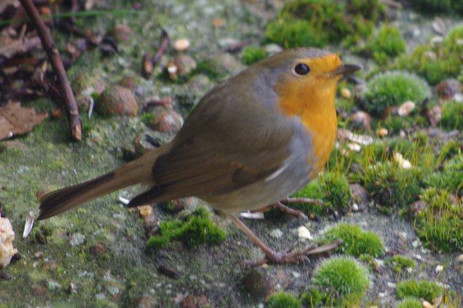 Rouge-gorge (9464)