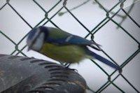 Voir mesange bleue